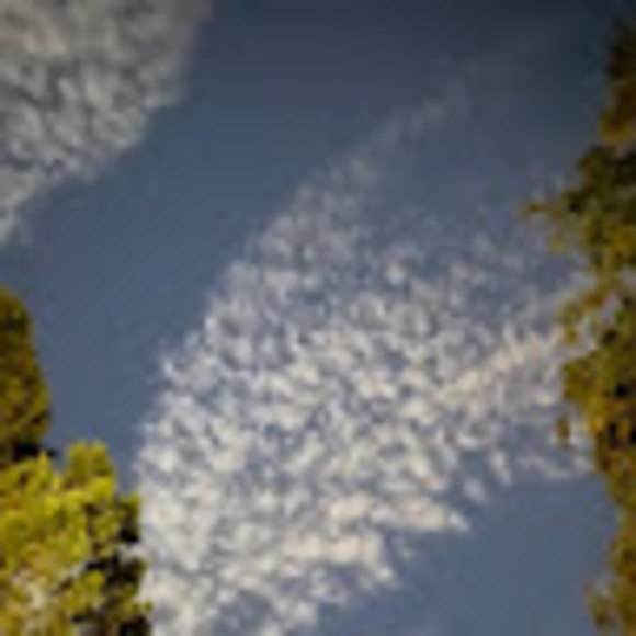 Meet your Posher, Ari - Picture 1 of 1